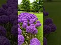 giant allium shorts viral trending plant farming