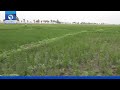 Taraba Rice Farmers Scared Of Returning To Farms