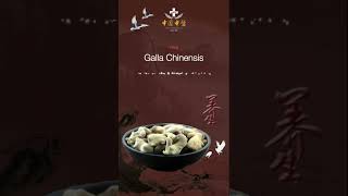 TCM Traditional Chinese Herbal Medicine Exploration - Herb Galla Chinensis. 中华传统草药医学探索 - 草药五倍子 .