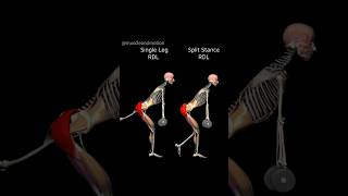 Single Leg vs. Split Stance Romanian Deadlift (RDL) #muscleandmotion #RDL