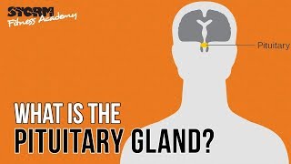 The Pituitary Gland | Storm Fitness Academy