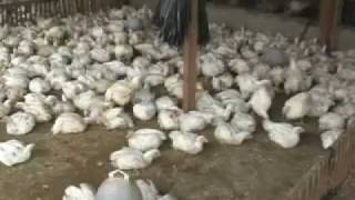 Documentary: Bird Flu - a matter of culture? (part 1)