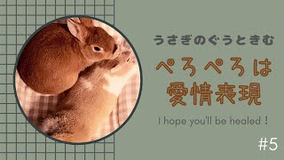 【うさぎ癒し動画】仲良しだからぺろぺろするよ！