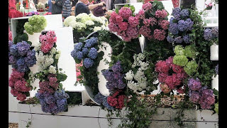 Hydrangea Flowers Exhibition