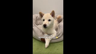 大御所のようにNEWベッドをレビューする子犬ｗ #Shorts