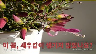 새우같이 생긴 루비보르니아의 꽃 구경하세요