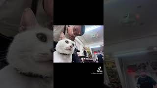 [智文推食]猴桐貓村68小吃貓乖乖來待客