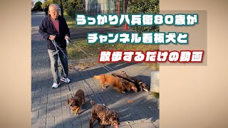 高橋元太郎が【ダックス＆プードル】（チャンネル看板犬）と散歩しているだけの動画！