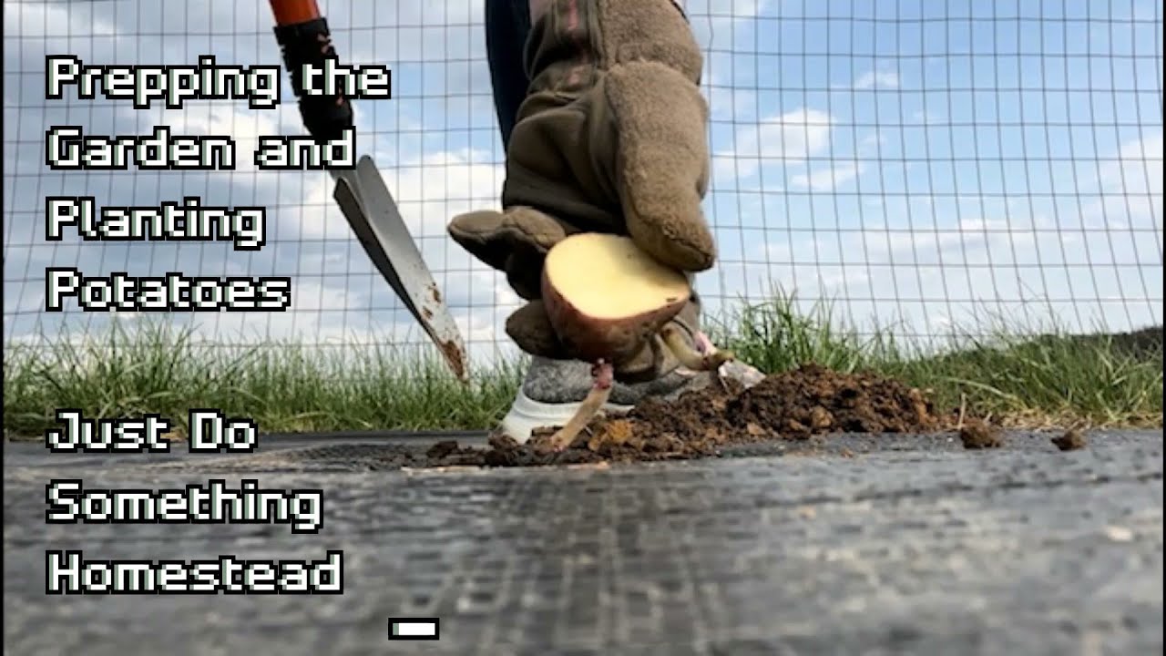 Prepping Potatoes For Planting At Eileen Towner Blog