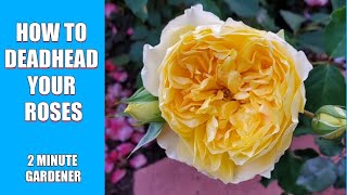 How to deadhead your roses