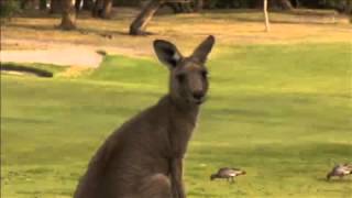 What's Up Downunder Explore Anglesea Township