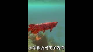 海底大猎杀：我是一条红烧鱼，逃入海洋，进化成海洋最强金龙鱼   西瓜视频 #005