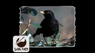 Birdcall Blackbird - Vogelstimme Amsel