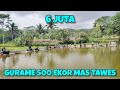 Masya'allah mancing di kolam ini nyaman benget !! gurame banyak ada 500 ekor mas & tawes