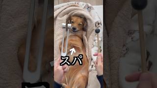 愛犬にスパしたら意外な事実が判明した！