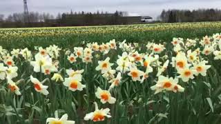 Taylors Daffodil Fields 13.04.18