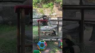 楼上武侠片，楼下琼瑶剧，小四喜丸子们的角色扮演。 #panda #大熊貓