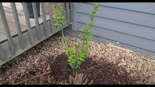 Lilac propagation update (2 yr), Lavender from seed (3 yr), Spring mini tour