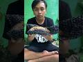 beli ikan channa auranti 15rb ternyata ikannya mati #shortvideo #channalimbata #channaauranti