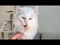 how to make ice lollies for cats