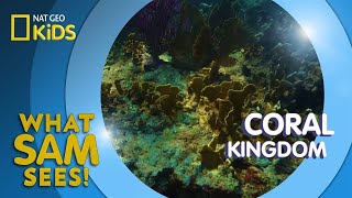 Coral Kingdom | What Sam Sees