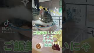 #ビビ#ネコ#猫#ねこ#short #動物#おうちで過ごし隊#猫のいる暮らし#おすすめ#おすすめにのりたい#癒し#猫好き#猫好きさんとつながりたい#最後まで観てね