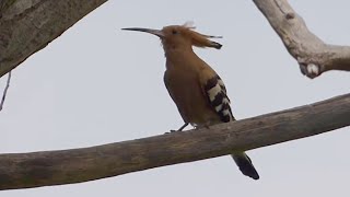 Ptice Hrvatske - Pupavac (Upupa epops) (Birds of Croatia - Hoopoe) (3/3)