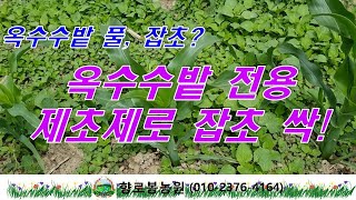 옥수수밭 잡초걱정 끝! 전용 제초제 살포 적절한 시기는 바로 지금!