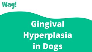 Gingival Hyperplasia in Dogs | Wag!