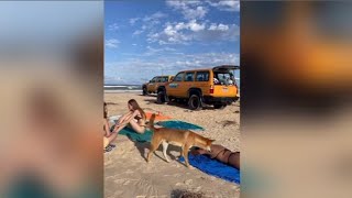 Dingo put down after being filmed biting French tourist on K’gari