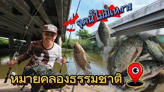 🎣ep-53 ตกปลาคลองธรรมชาติ เปิดหมายใหม่ใต้สะพาน  มันมีไซส์ดี? 📌พิกัด👇