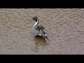 オナガガモの夫婦 couple of pintail