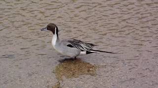 オナガガモの夫婦 / Couple of Pintail