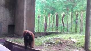 Orangutan has fun of humans. You must watch it!