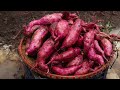 why didn t i know this before the method of growing sweet potatoes is so great