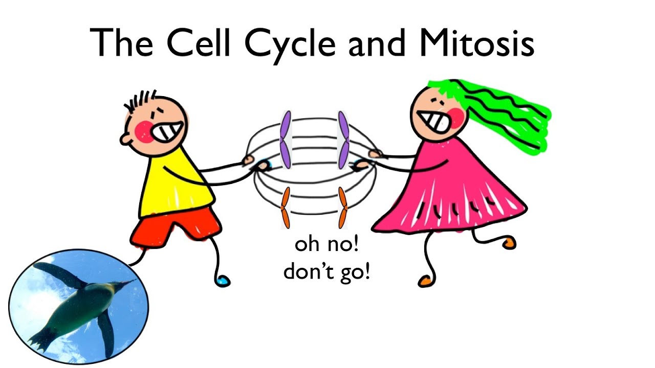 Cell Cycle Mitosis Animation The Cell Cycle