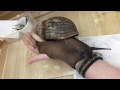 Biggest Snail in the World !