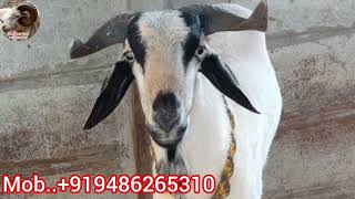 ஓங்கோல் விதைகிடா.#செம்மறி#goat #ஆடு #sheep #nellorejodipi #agriculture