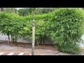 Buddha Belly Bamboo for Privacy Screen/Large Palms and Trees/Privacy Screen and Hedges/