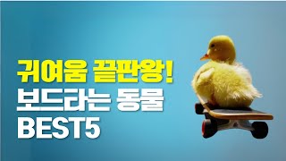 챗GPT강사 최금선 귀여움 끝판왕! 보드타는 동물들  #sora