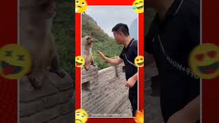 டேய் அந்த பக்கம் போடா animal dubs in tamil #shorts #funny