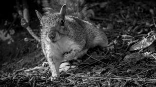 Mischievous Squirrels - 8 Hours Relax Your Cats - vidéos pour les chats à regarder