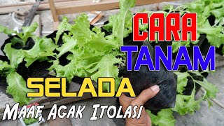 Tutorial Cara Menanam SELADA dari 0 Hingga Siap Panen Dirumah