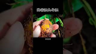 地苦胆又叫九牛胆山慈菇，是一种珍贵的中药材 #地苦胆 #识百草 #植物科普