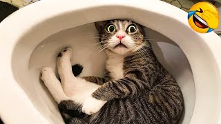 Clumsy Cats & Dogs Videos 2023 - Funniest Animal Ever! 😹🐶
