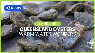 Warm Water Wonders: How Queensland oysters could revitalize the industry | Landline | ABC News