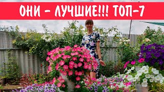 Посадите эти петунии!!! Топ 7 лучших ампельный, кустовых многоцветковых и крупноцветковых петуний