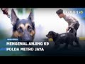 Sederet Jasa Anjing K9 Bantu Tuntaskan Kasus Hukum