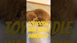 toypoodle onenight dancing#toypoodle#トイプードル #一旦ステイtonight#犬の散歩