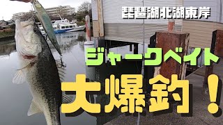 【琵琶湖バス釣り】寒くなった初冬の琵琶湖！ジャークベイトで大爆釣！寒くなったらワームじゃなくプラグで攻めよう！